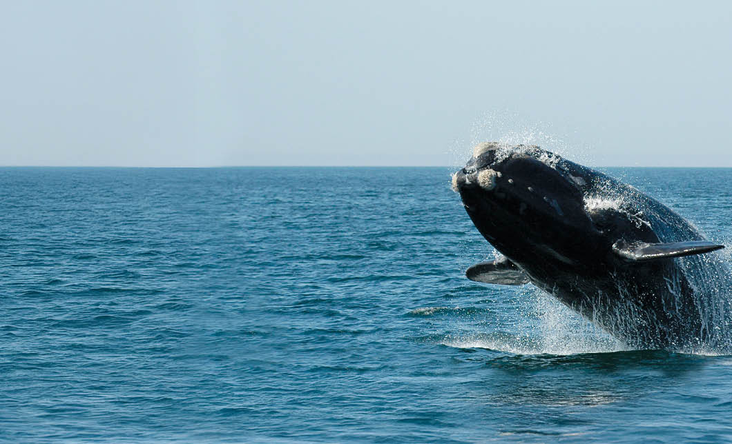 North Atlantic right whale