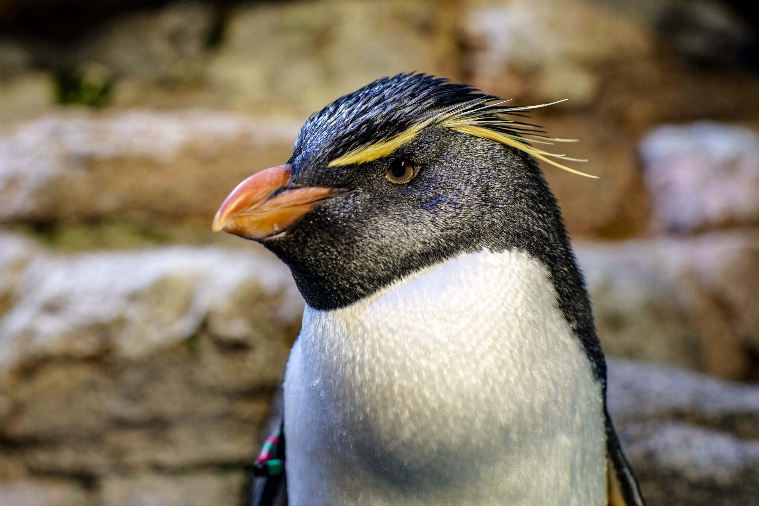 A rockhopper penguin