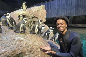A person in a wetsuit gesturing towards a group of penguins on a rock in an aquarium.