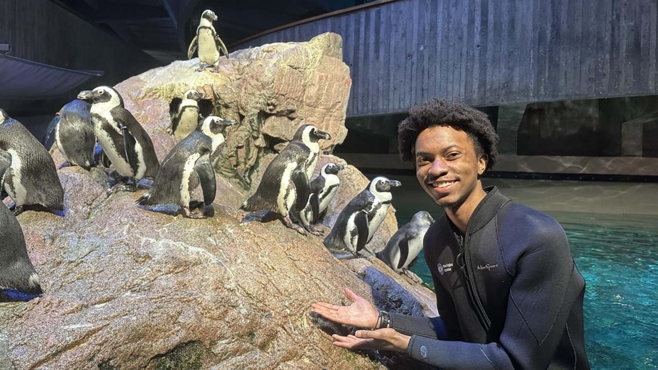 A person in a wetsuit gesturing towards a group of penguins on a rock in an aquarium.