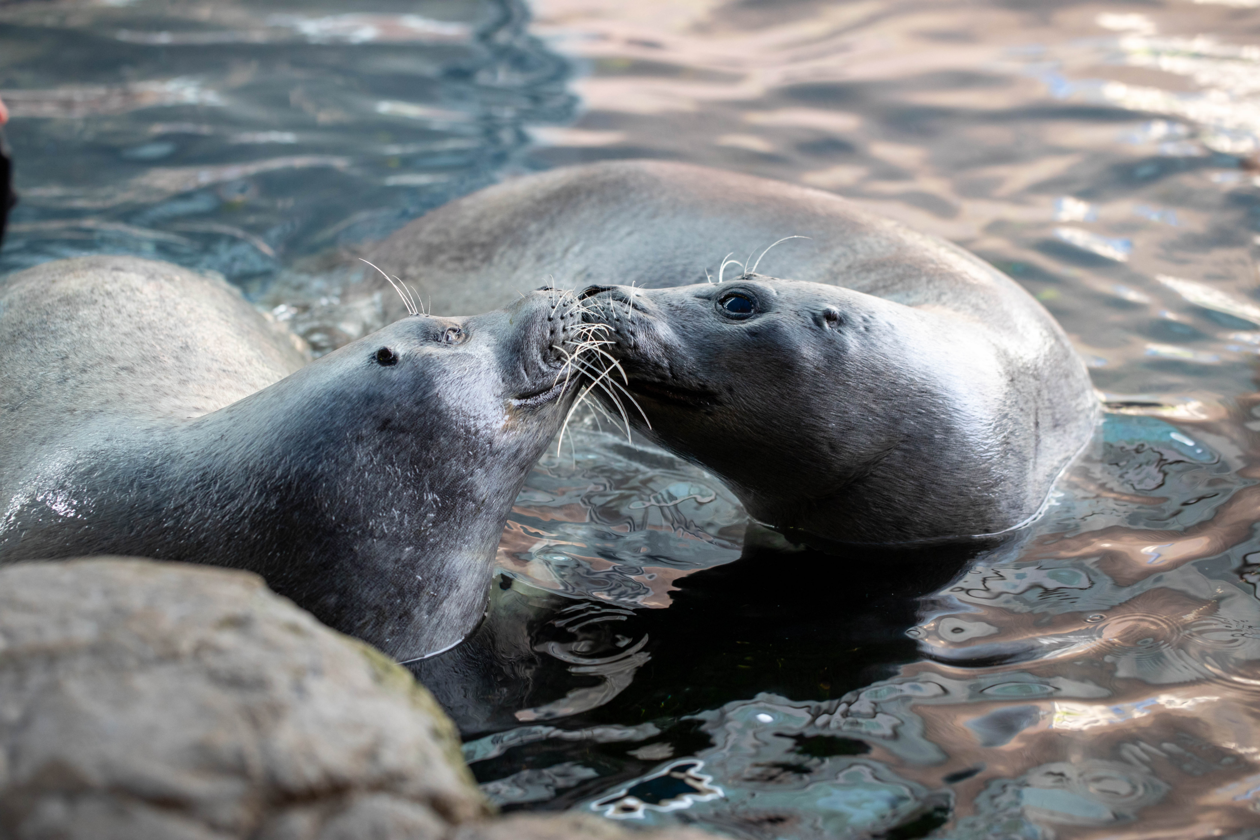 Harbor seals Amelia and Trumpet