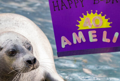 Seal next to a purple birthday sign for 