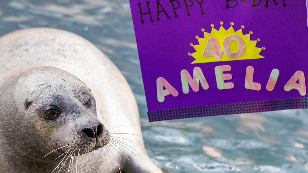 Seal next to a purple birthday sign for 