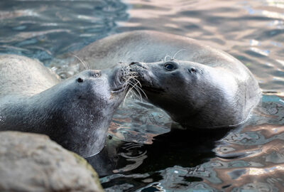 Happy Birthday, Trumpet and Amelia! Two Atlantic Harbor Seals Turn 40
