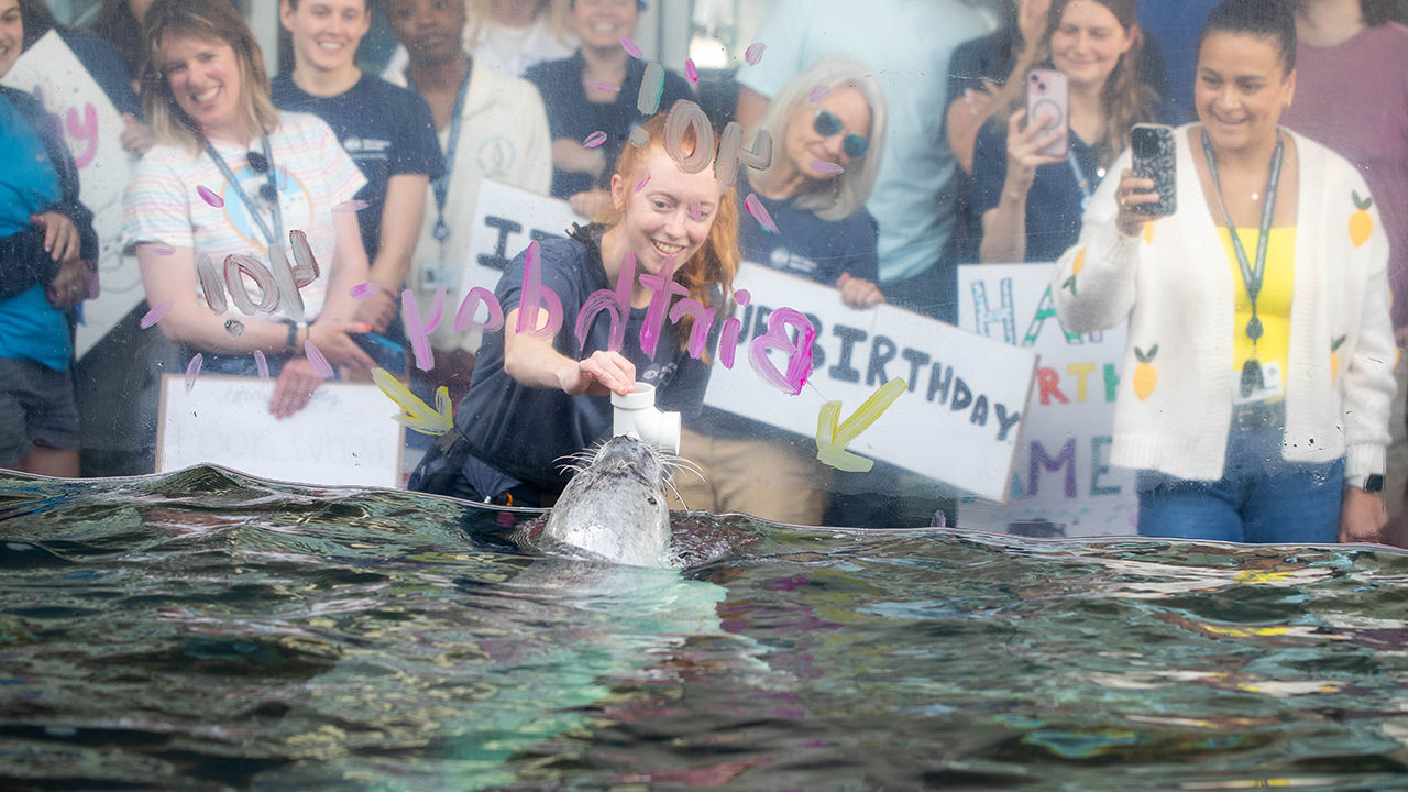 A seal pops above water behind glass, with people joyfully watching and holding signs, in an aquarium setting.