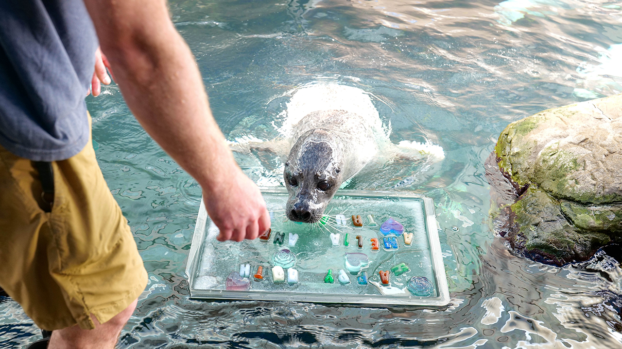 Seal looking at a floating clear board with colorful objects while a person stands nearby.