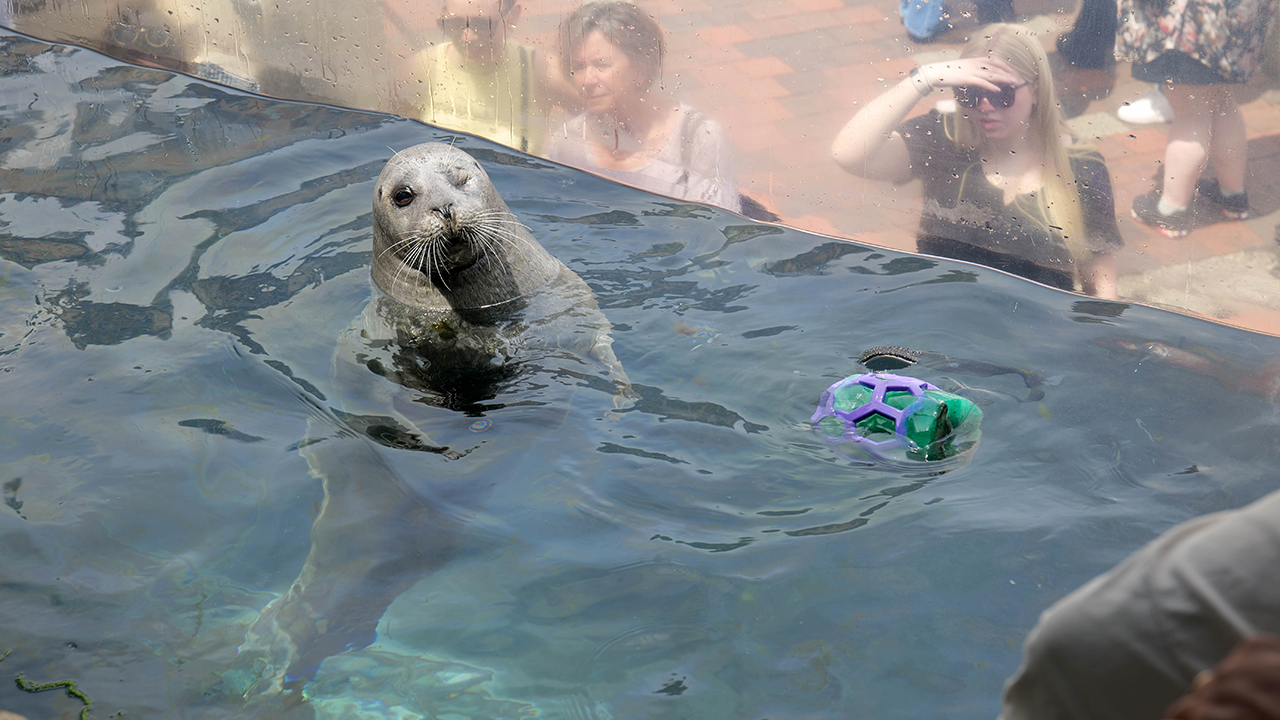 Seal swimming in a pool, with a colorful floating ball and people watching from behind a glass barrier.