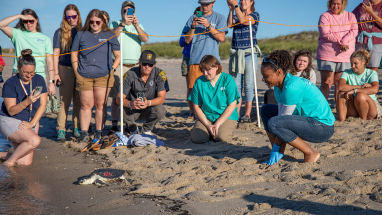 A group of people on a sandy beach watches a small sea turtle marked 