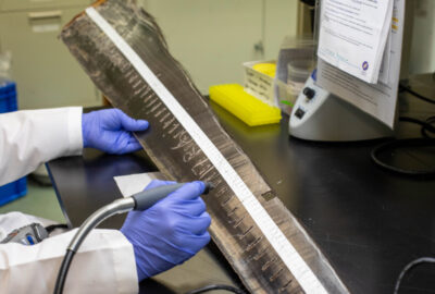 Dillon extracting samples from a baleen plate