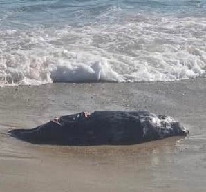 A deceased seal