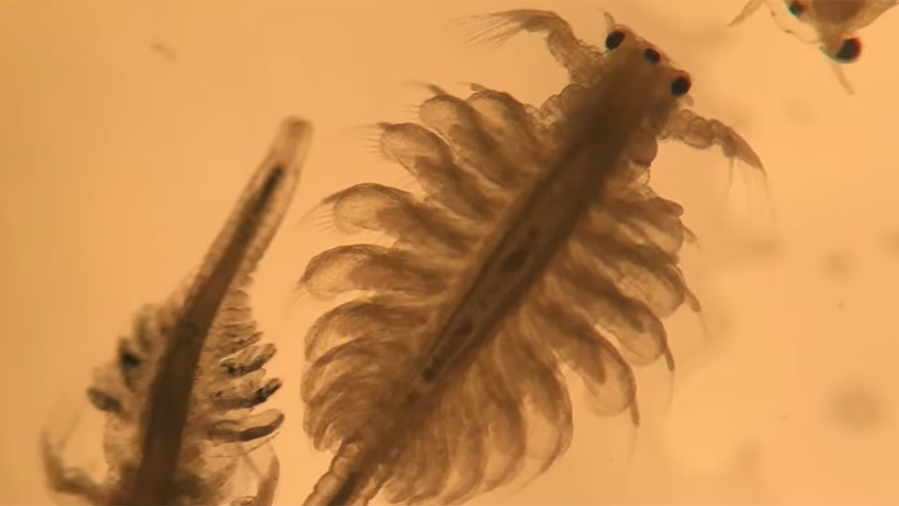 Juvenile brine shrimp cultured by aquarists in our Quincy Animal Care Center
