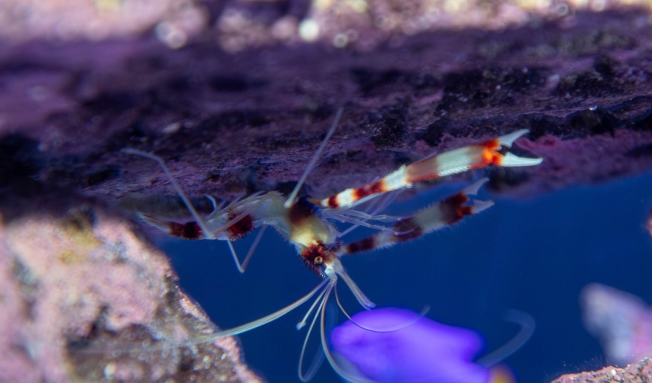 Coral-banded shrimp can often be seen