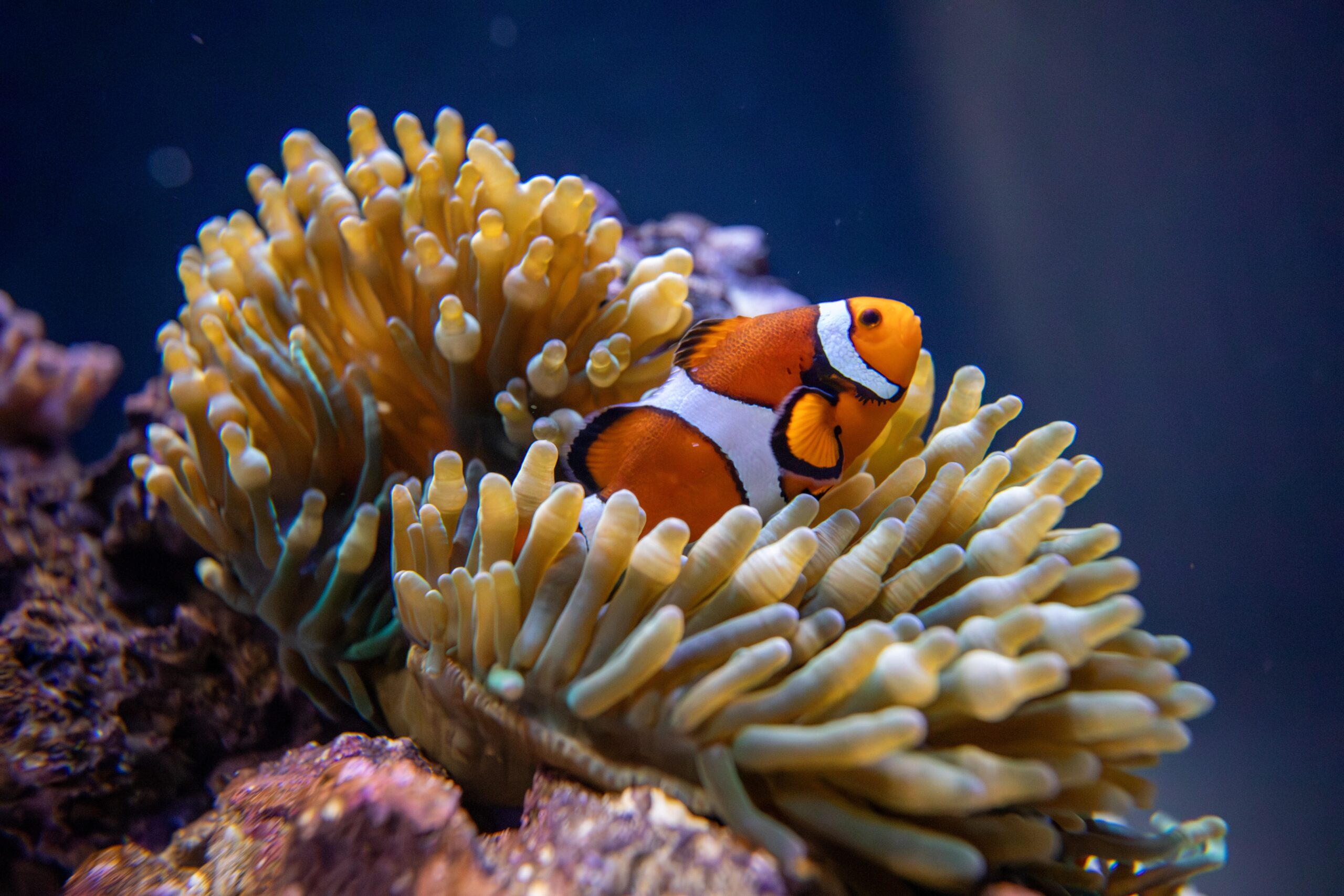 A clownfish in an anemone