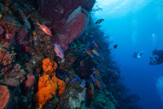 Healthy Ocean, Healthy People
