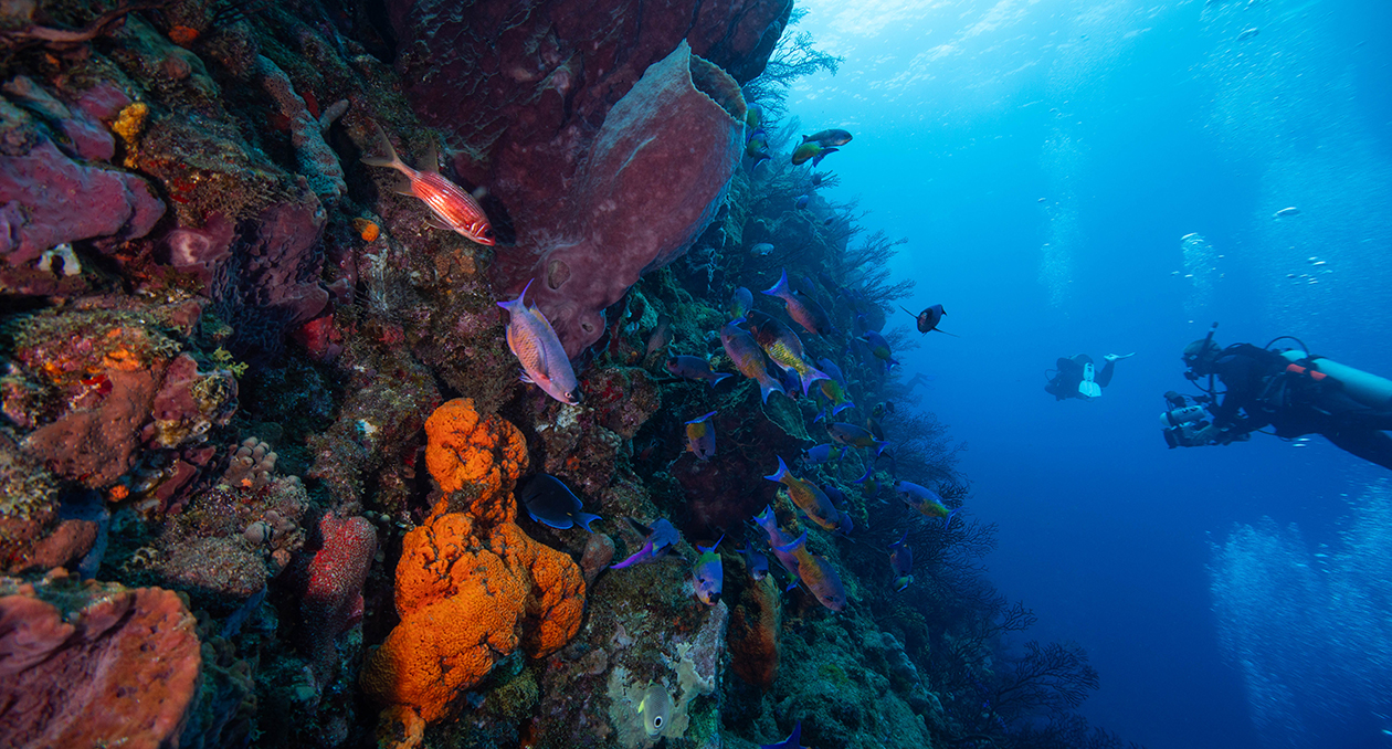 A diver photographs a coral reef in Dominica