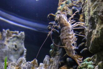 A white shrimp in our Seahorse exhibit