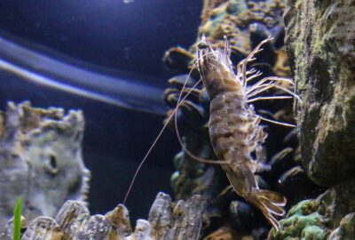 A white shrimp in our Seahorse exhibit