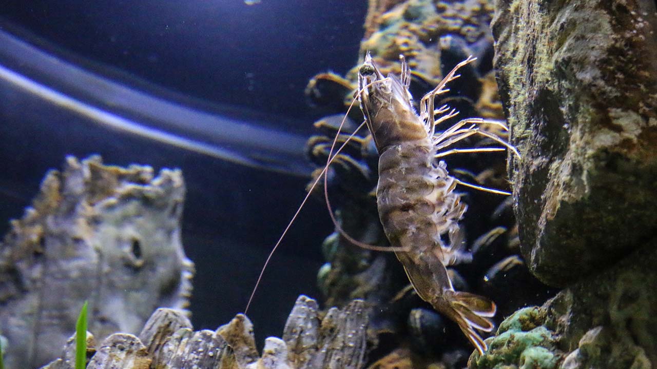 A white shrimp in our Seahorse exhibit
