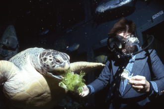 A diver feeding Myrtle in 1989