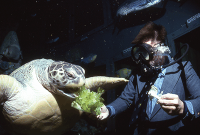 A diver feeding Myrtle in 1989