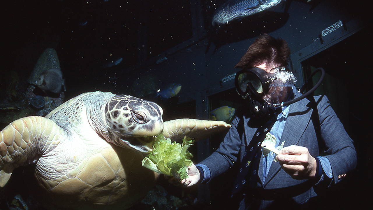 A diver feeding Myrtle in 1989