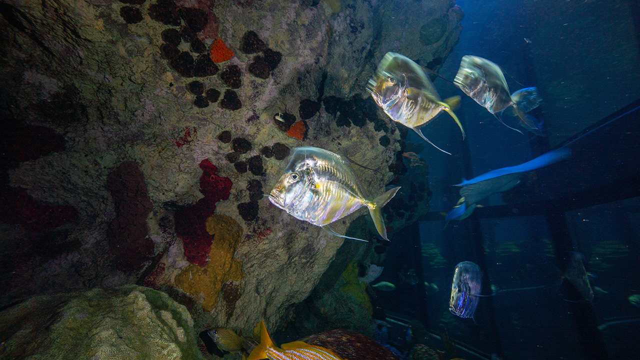 Silver fish swimming near a rocky surface in an aquarium tank with colorful corals.