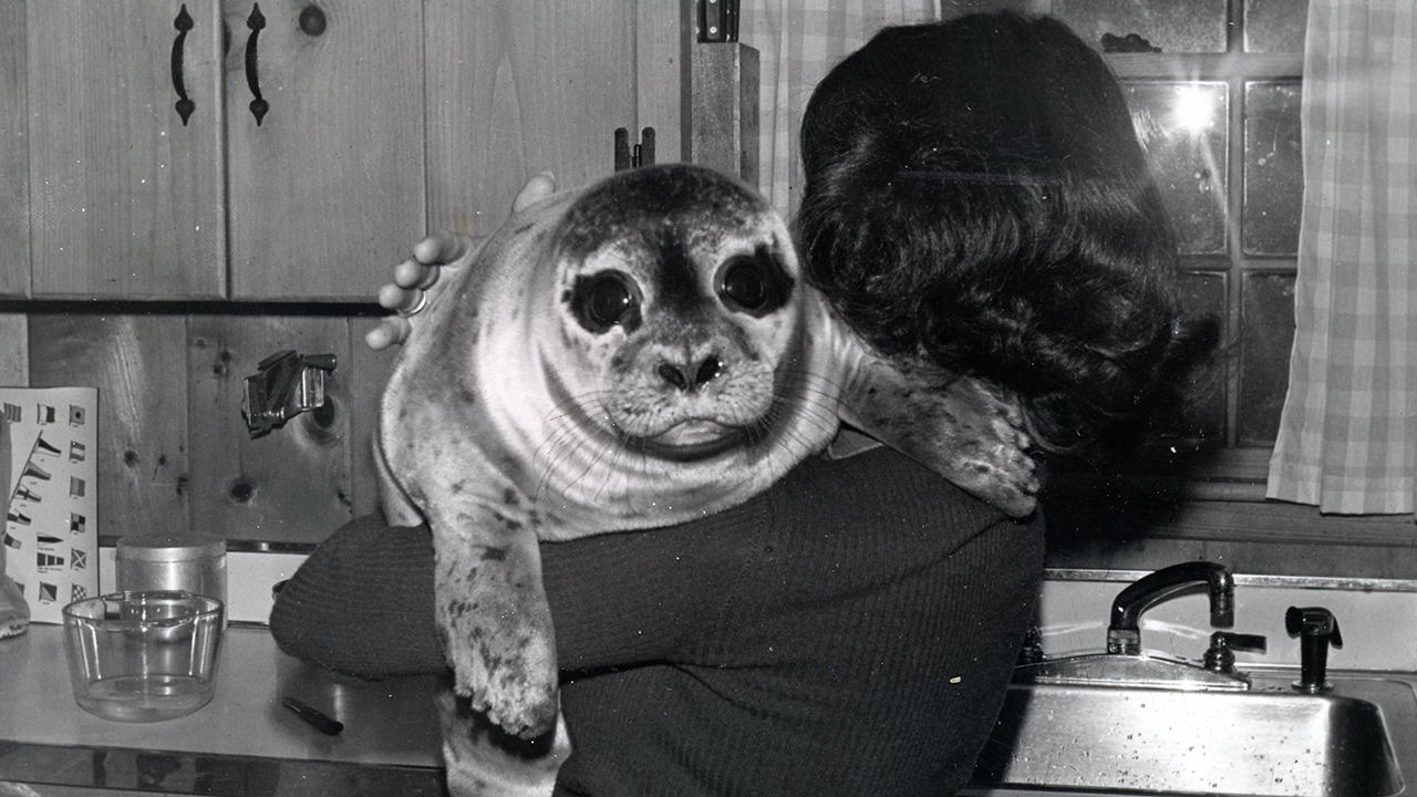 Hoover as a pup being held in someone's arms