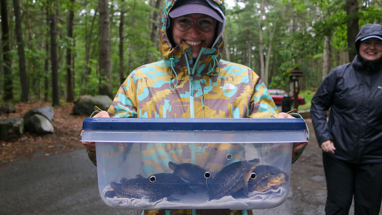 Person holding a clear container with turtles in a forest setting.