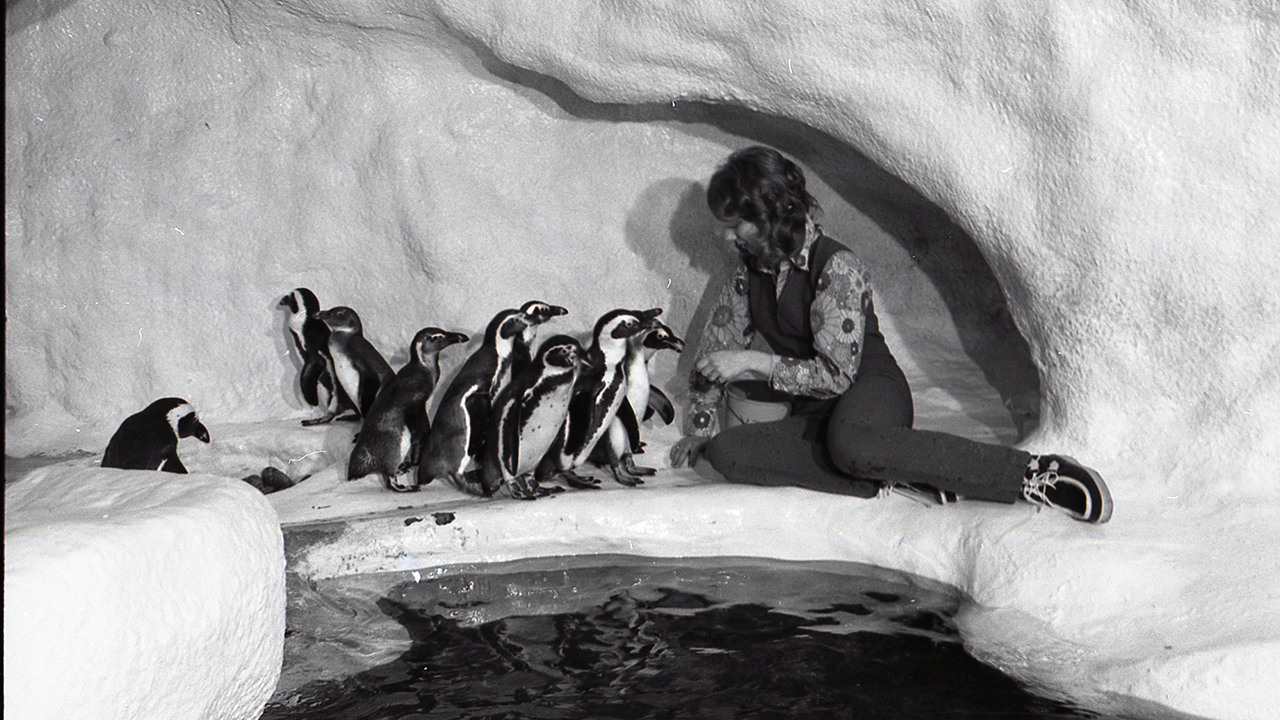 A previous African penguin exhibit included artificial ice and snow