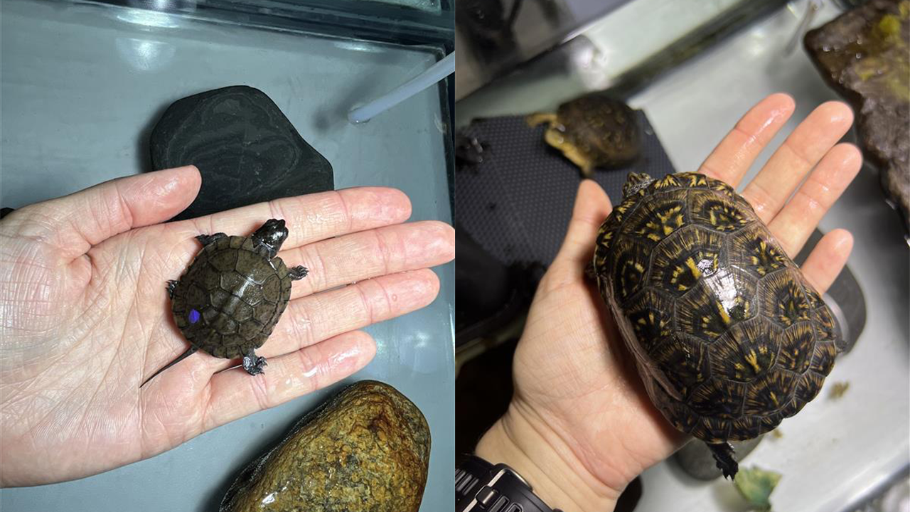 Two turtles of different sizes held in hands, placed side by side.