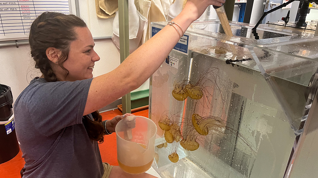 A person feeding jellies inside a water tank in a laboratory setting.