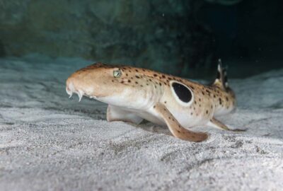 Fun Facts About the 10+ Species in our Shark and Ray Touch Tank
