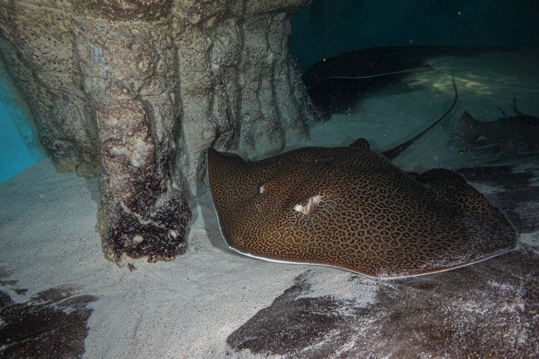A leopard whiptail ray
