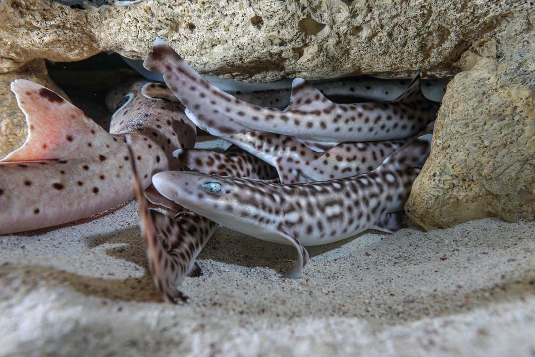 Coral catsharks
