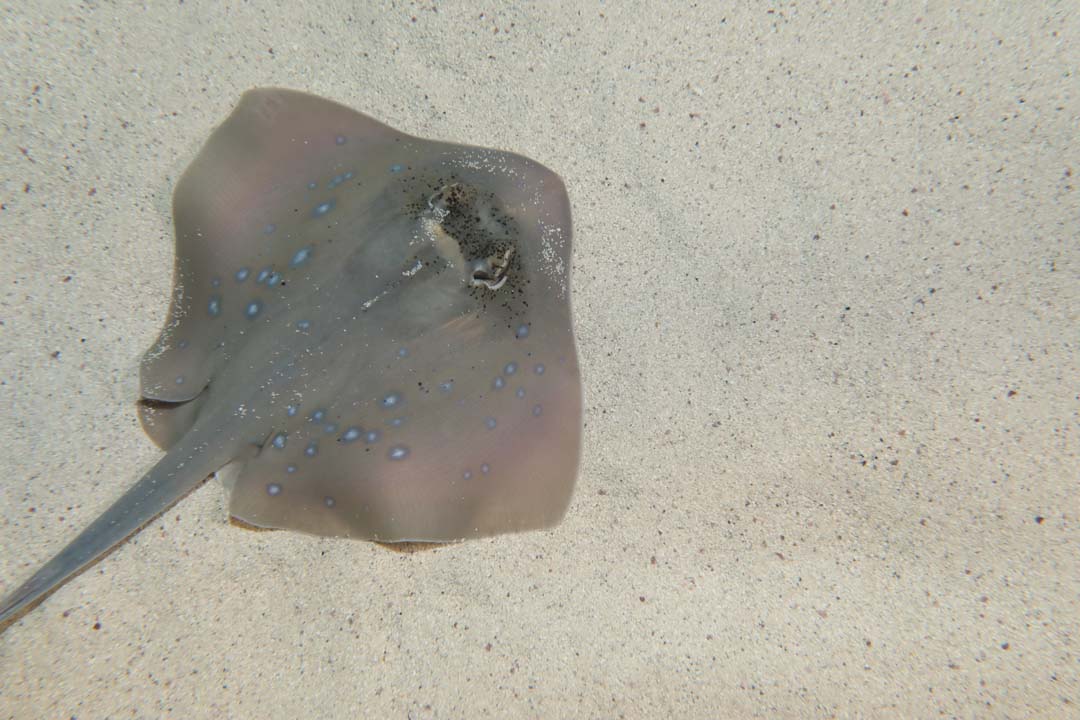 Bluespotted maskray