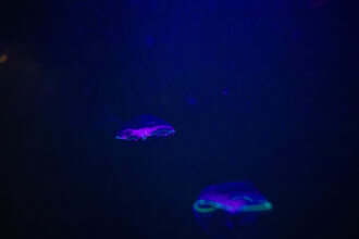 Jellyfish glowing neon green and purple in a dark blue underwater environment.