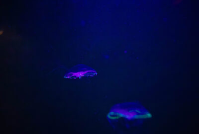 Jellyfish glowing neon green and purple in a dark blue underwater environment.