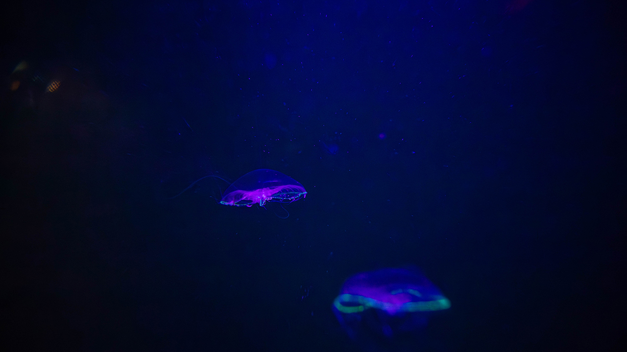 Jellyfish glowing neon green and purple in a dark blue underwater environment.