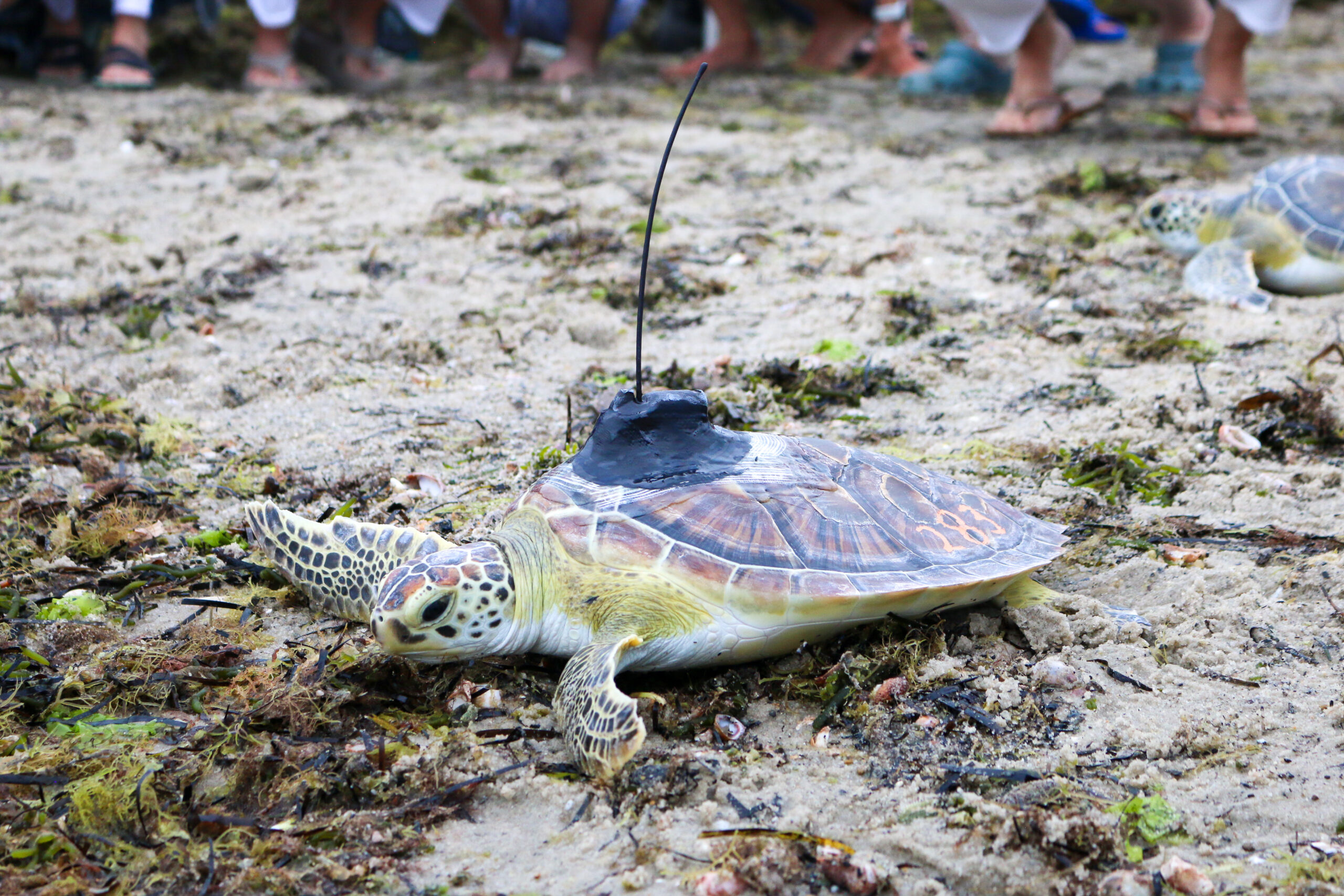 Rehabilitated green sea turtle