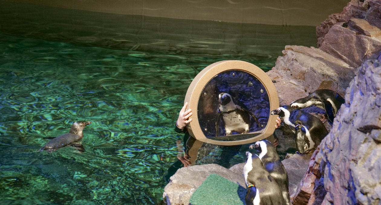 Penguins Mirror