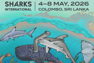 An MCAF Fellow on Convening Shark Conservationists in Sri Lanka
