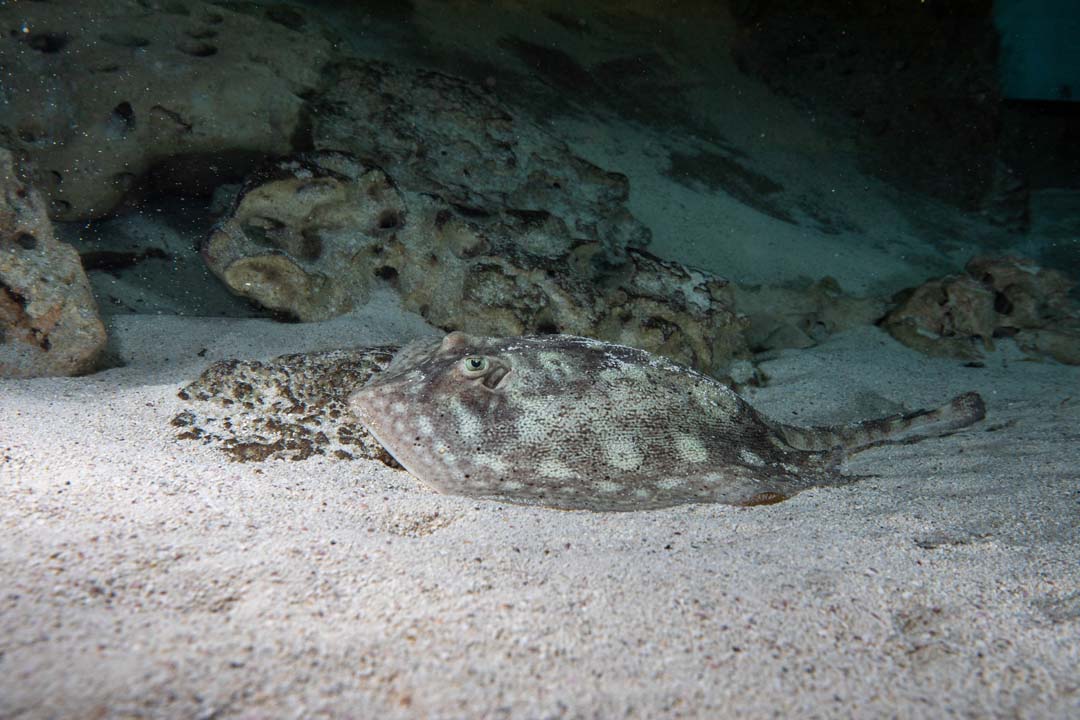 Yellow ray