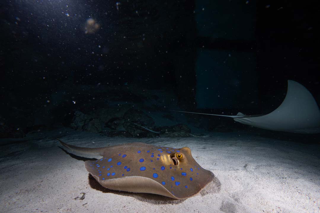 A bluespotted ribbontail ray