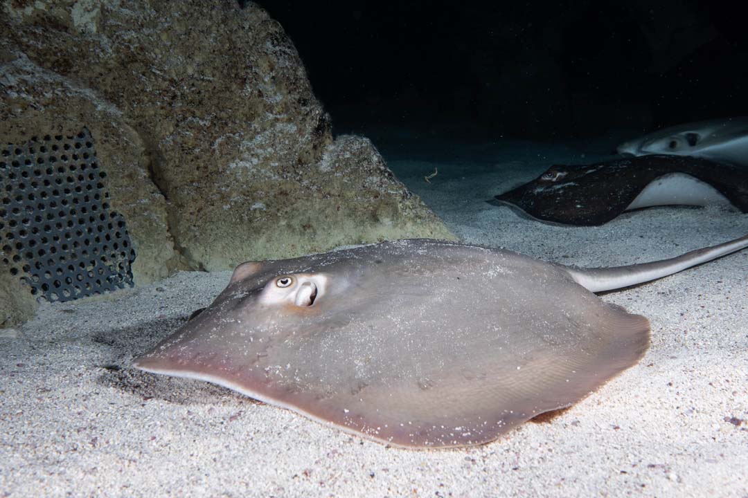 Atlantic ray