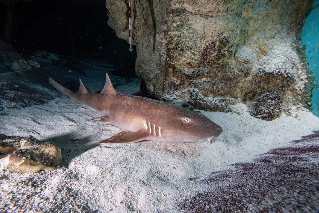 A brown-banded bamboo shark