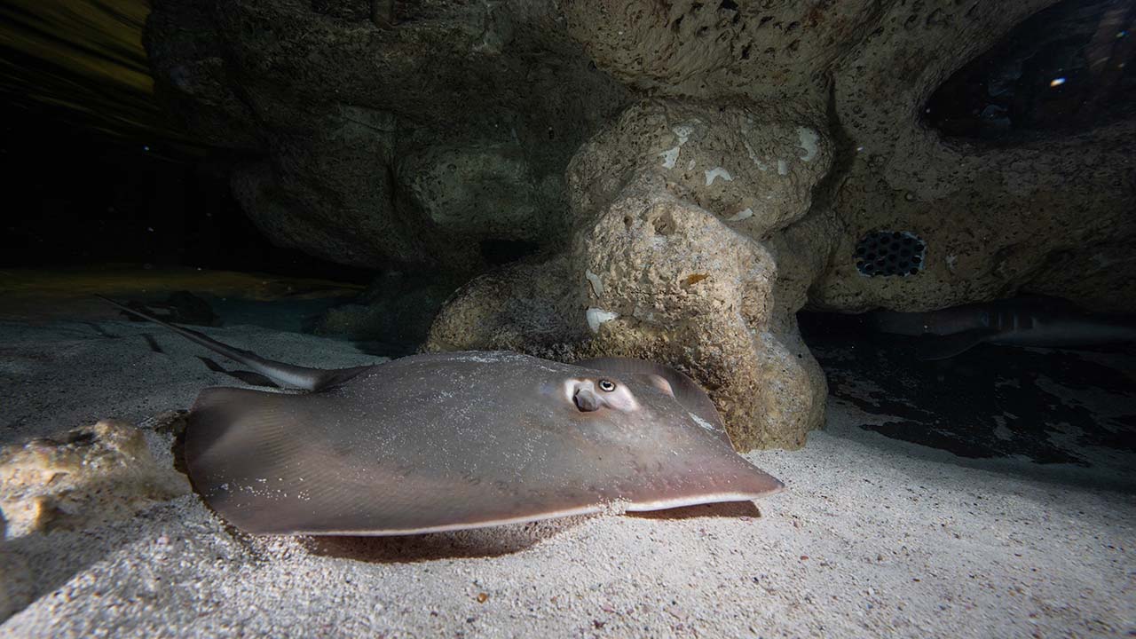 An Atlantic ray