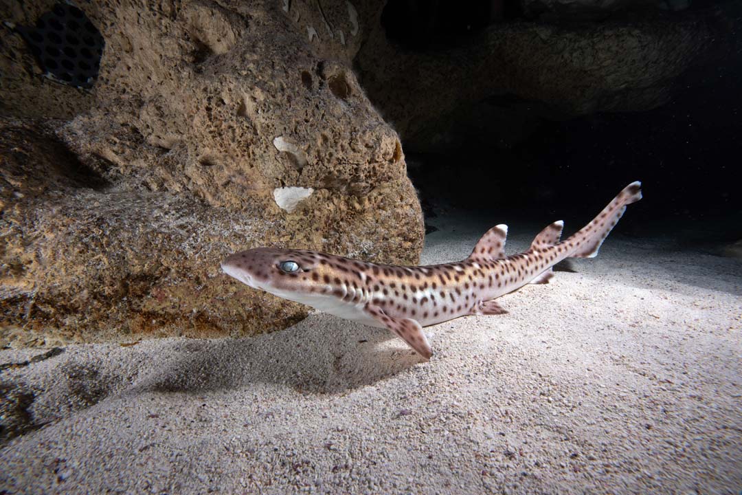 A coral catshark