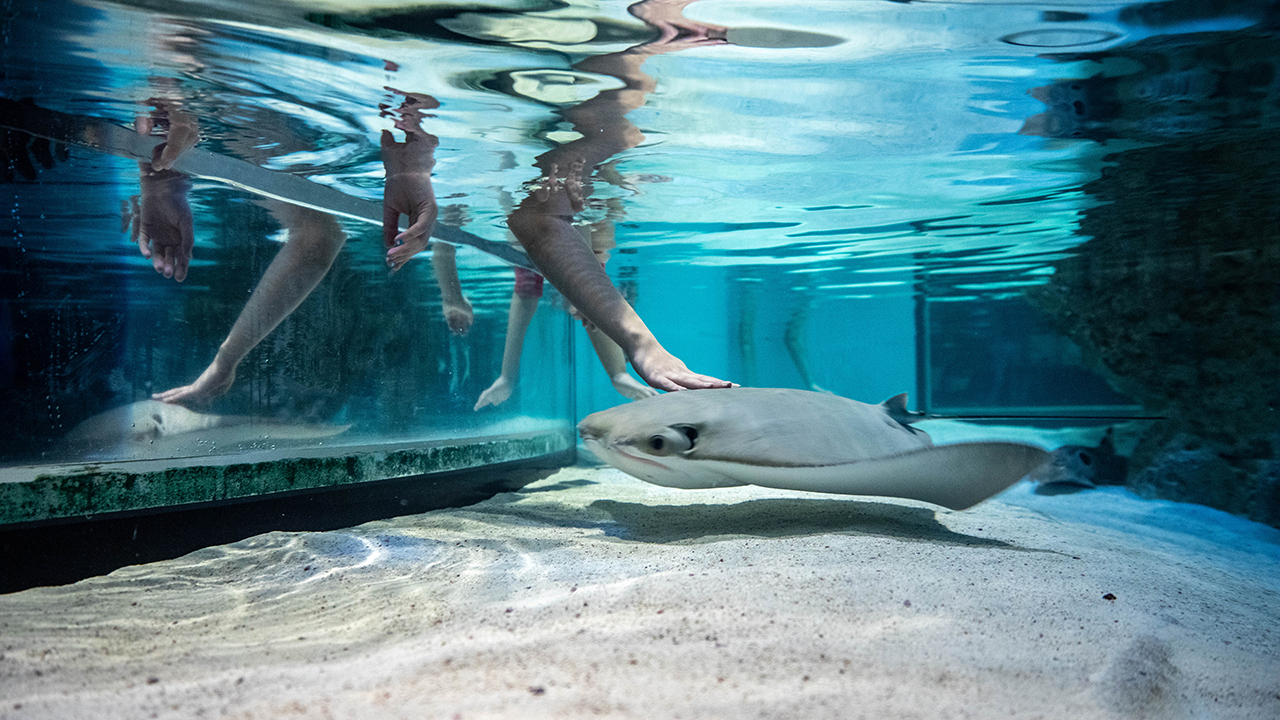 A cownose ray