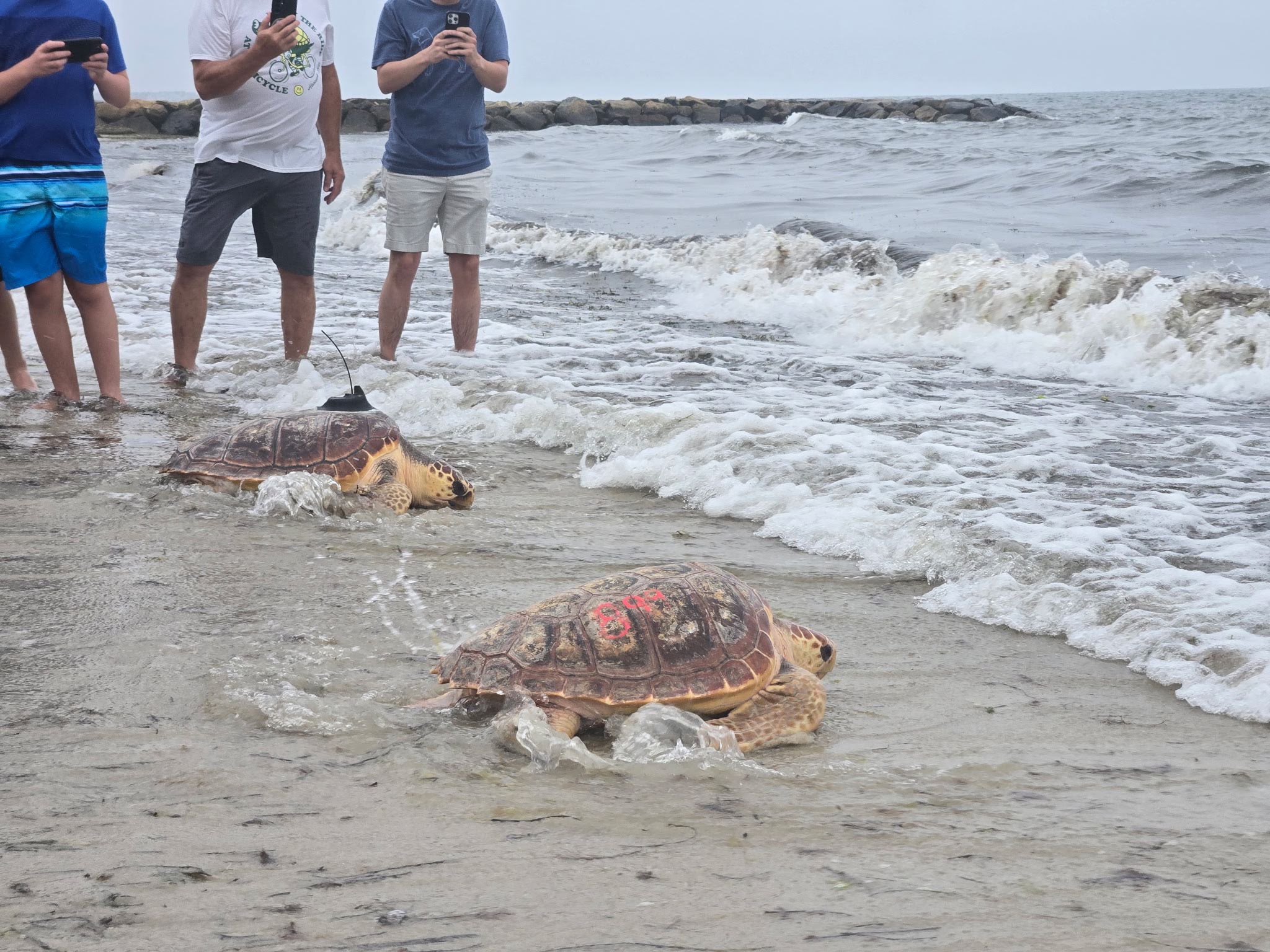 Two rehabilitated loggerhead sea turtles