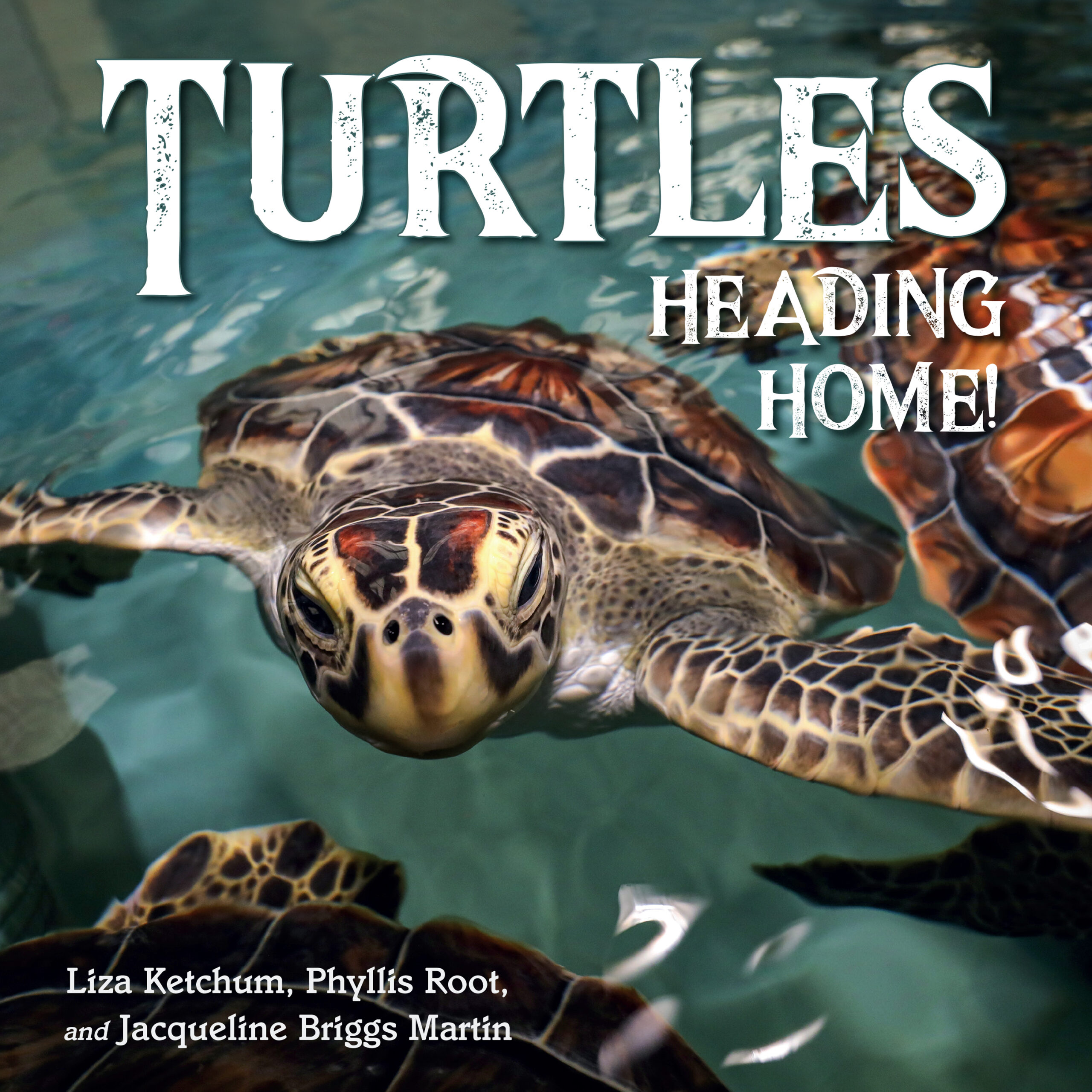 Turtles Heading Home Cover